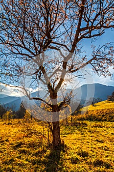 Autumn landscape in The Mala Fatra national park, Slovakia