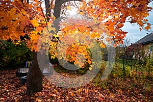 Autumn landscape. Maple leaves illuminated by the sun. Autumn in the village.