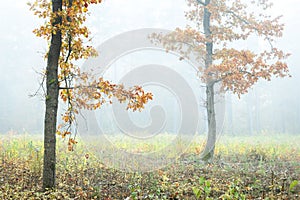 Autumn landscape misty foggy day in Knyszyn Primeval Forest, Poland Europa, early morning, sunrise in oak misty forest