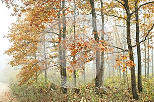 Autumn landscape misty foggy day in Knyszyn Primeval Forest, Poland Europa, early morning, sunrise in oak misty forest