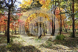 Autumn landscape - mixed forest photo