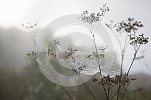 Autumn landscape. Morning, fog, cobwebs on the grass, raindrops on the cobwebs.