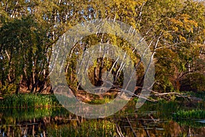 Autumn landscape with morning forest