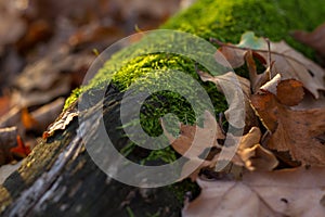 Autumn landscape with moss on a wood and leaves