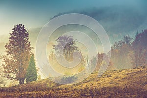 Autumn landscape in mountain. Colorful trees in fog and rain.