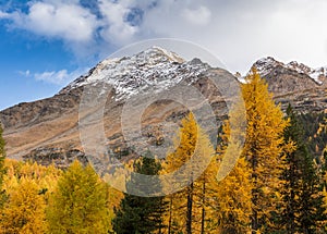 Autumn landscape with mountain in Val Martello, southtyrol, Italy.