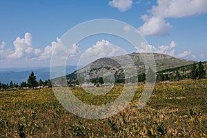 Autumn landscape in the mountains. Field yellow green grass, coniferous trees, rocky mountain and blue sky with clouds