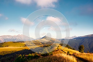 autumn landscape with mountains and moon at sunset. Pine trees on golden mountain hills illuminated with sunshine