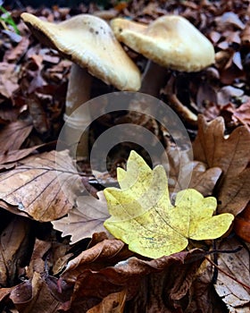 Autumn landscape with mushrooms and leaves