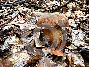 Autumn landscape with mushrooms and leaves