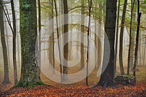 Autumn landscape. Mystic colored foggy forest