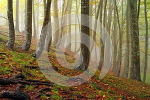 Autumn landscape. Mystic colored foggy forest