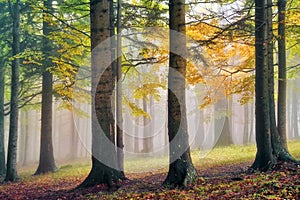 Autumn landscape. Mystic colored foggy forest