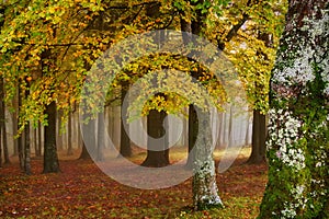 Autumn landscape. Mystic colored foggy forest