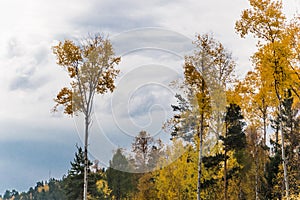 Autumn landscape. Nature of Eastern Siberia. Birches and pines, spruces and larches and aspens grow on the mountains.