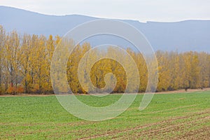 Podzimní krajina u Sobrance, Slovensko