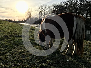 Autumn landscape near water with brown tiny pony grazing on meadow and eating grass