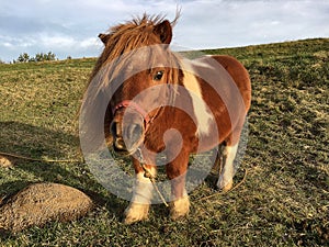 Autumn landscape near water with brown tiny pony grazing on meadow and eating grass