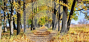 Autumn Landscape Oak Alley