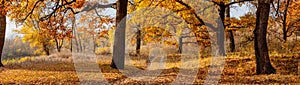 Autumn landscape old oaks with yellow leaves in the park banner panoramic