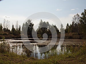 Autumn landscape. An old overgrown pond surrounded by trees and reeds