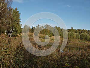 Autumn landscape. An old overgrown pond surrounded by trees and reeds