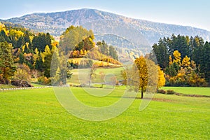 Autumn landscape with one yellowed tree on a green field and against the background of hills, mountains and a colorful forest