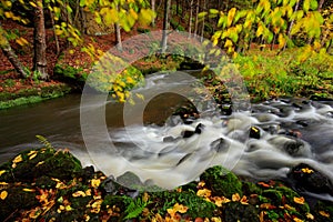 Autumn landscape with orange and yellow leaves in the water, big rock in the background, Kamenice river, in czech national park,