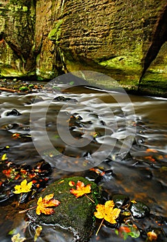 Autumn landscape with orange and yellow leaves in the water, big rock in the background, Kamenice river, in czech national park