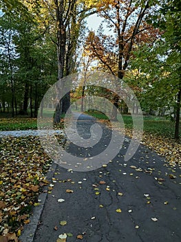 Autumn landscape, orange yellow tree  leaves, sunset