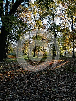 Autumn landscape, orange yellow tree  leaves, sunset