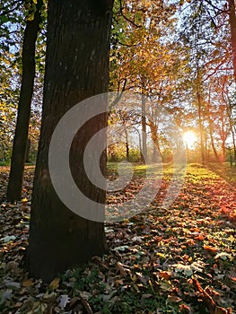 Autumn landscape, orange yellow tree  leaves, sunset