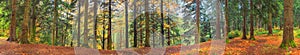 Autumn landscape, panorama, banner - view of autumn forest in mountainous area in early morning