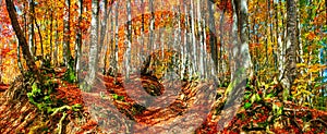 Autumn landscape, panorama, banner - view of a country road in the autumn mountain beech forest