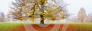 Autumn landscape, panorama, banner - view of an old tree in a foggy autumn park with fallen leaves