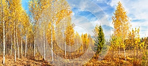 Autumn landscape panorama with forest