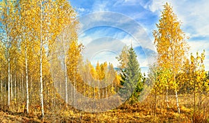 Autumn landscape panorama with forest