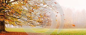 Autumn landscape, panorama - view of a foggy autumn park with fallen leaves in the early morning