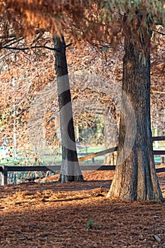 Autumn landscape in the park