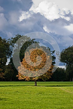 Autumn Landscape. Park in Autumn. Landscape with the autumn forest. Dry leaves in the foreground. Lonely beautiful autumn tree