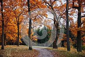 Autumn landscape in park, meandering alley