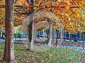 Autumn landscape in park, with row of platanus trees with yellow leaves and fallen sere leaves on the grass photo