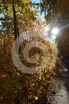 Autumn landscape in the park with sun beams  through trees with bright leaves