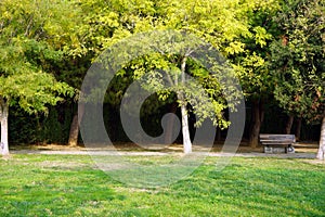 An autumn landscape in the park. Trees and bench