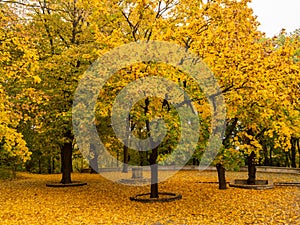 Autumn landscape in the park, Warsaw, Poland.