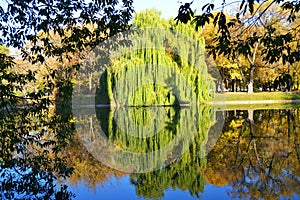 autumn landscape in the park with a weeping willow near the pond