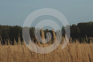 Autumn landscape in pastel colors