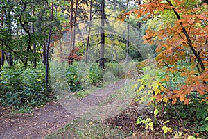Autumn landscape - path in a mixed forest photo