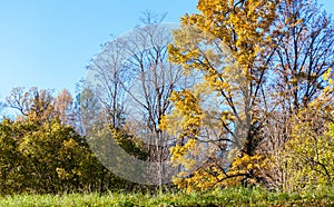 Autumn landscape in Pavlovsk