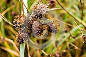 Autumn landscape of prickly plants